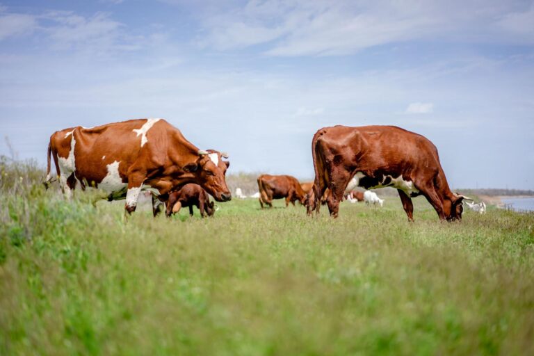 Wagyu: saiba sobre o boi com uma das carnes mais cara do mundo