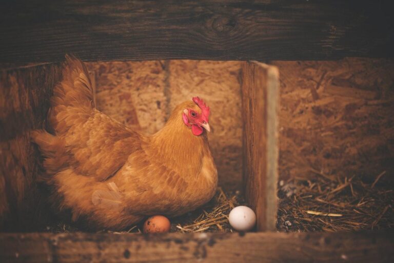 Avicultura: como iniciar uma produção de aves?
