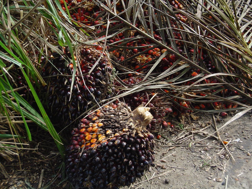 fruto-do-dendenzeiro-fonte-wikimediacommons-rep
