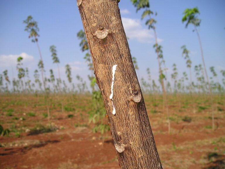 Seringueira: para que serve essa planta?