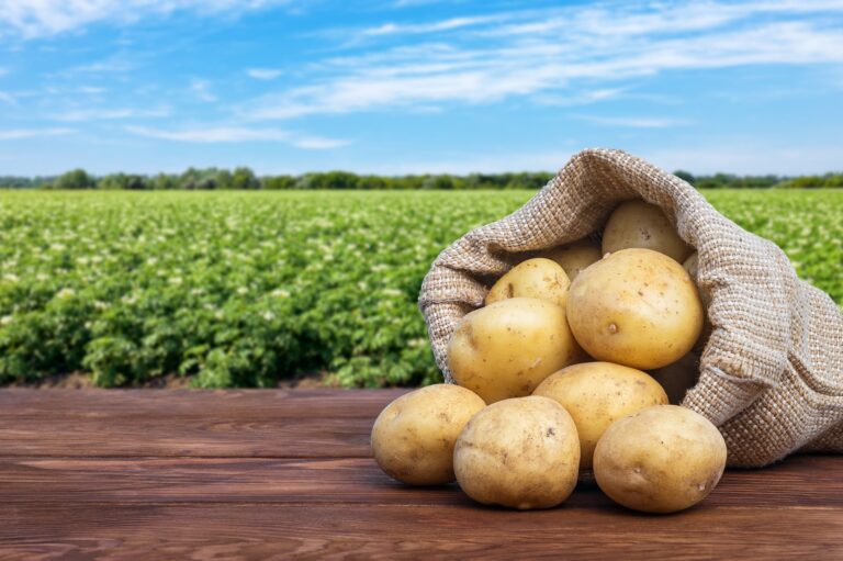 Conheça as principais variedades de batata e suas características