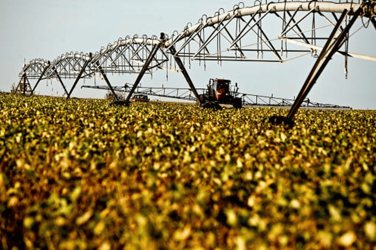 Agronegócio: veja os 10 principais Estados produtores do Brasil