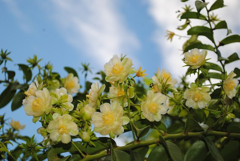 Quando a ora-pro-nóbis floresce e como fazer mudas da planta?
