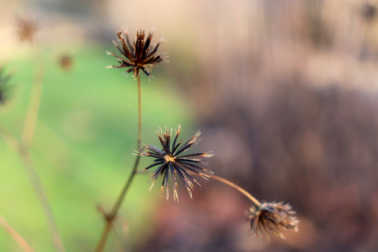 detalhes-das-arestas-da-planta-fonte-pixabay-re