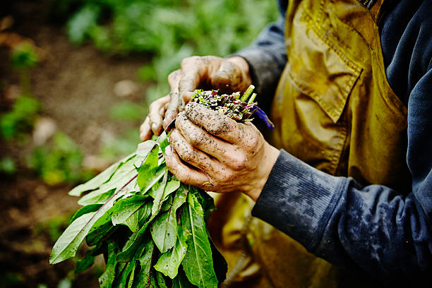 Farmers muddy hands bundling bunch of organic dandelion greens in field