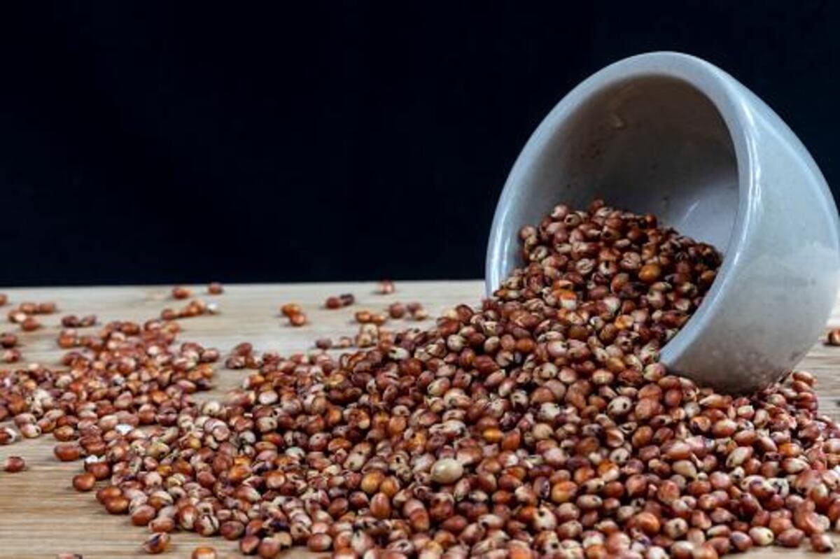 Sorgo: o que é e para que serve esse cultivo?