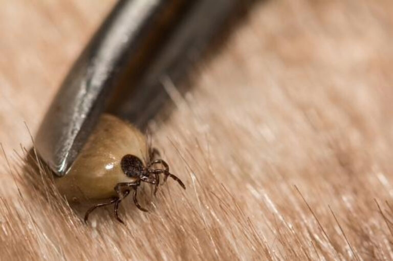 Conheça os tipos de carrapato e como removê-los com segurança