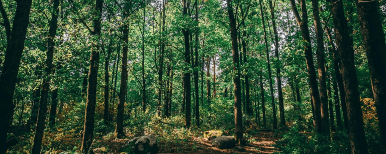 O que é silvicultura? Conheça o cultivo de florestas no Brasil