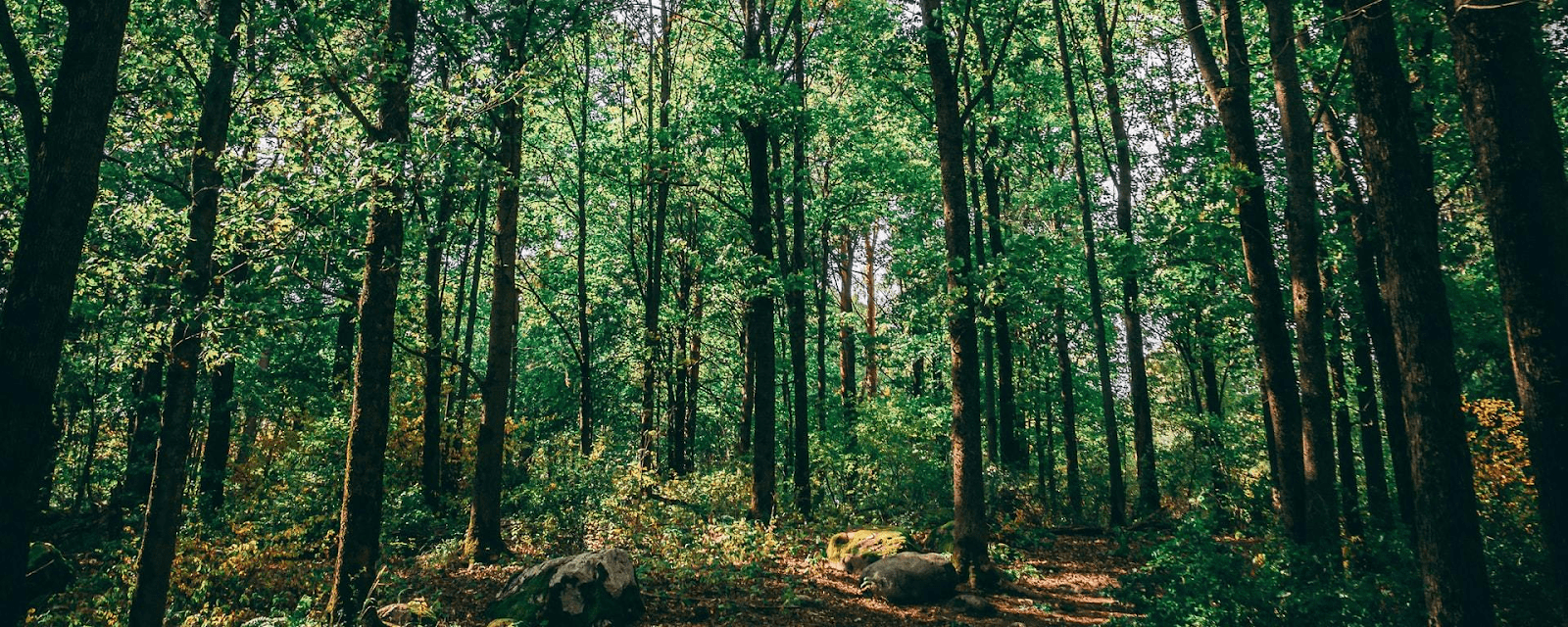 O que é silvicultura Conheça o cultivo de florestas no Brasil