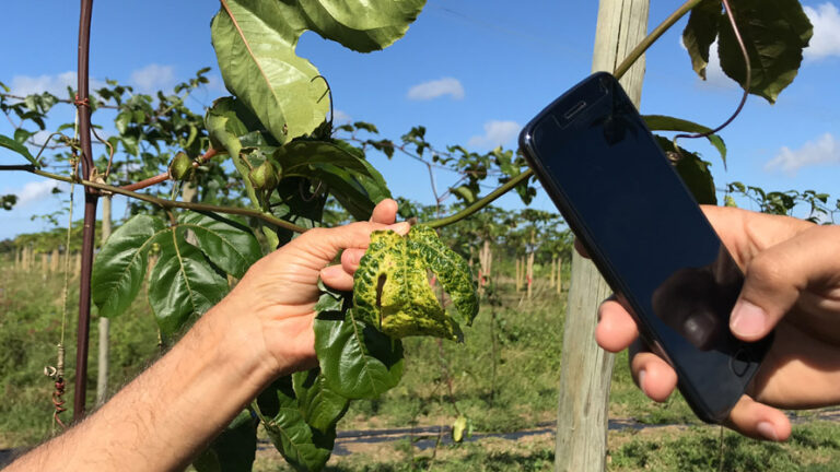 Principais doenças do maracujá e como fazer um manejo eficiente