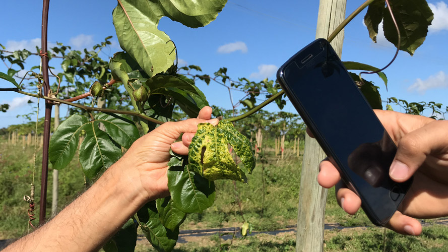 Principais doenças do maracujá e como fazer um manejo eficiente 1