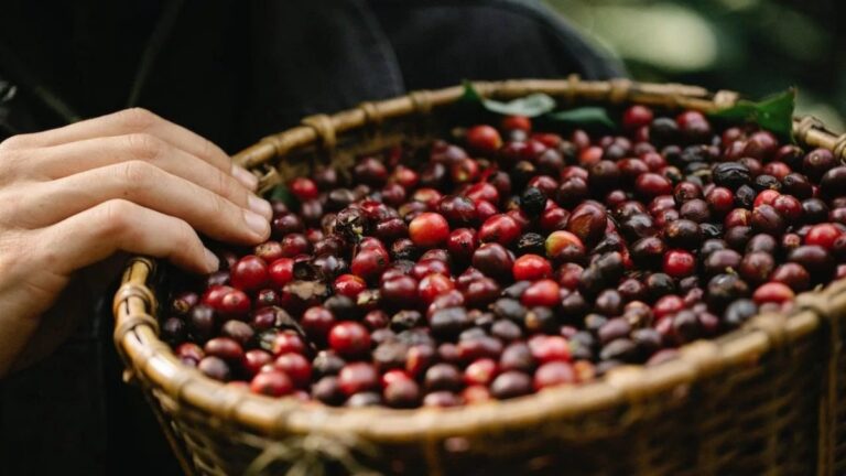 Quais tipos de café existem e qual a diferença entre eles?
