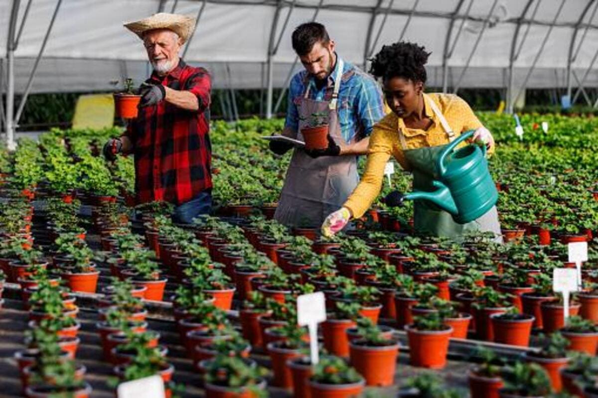 Guia completo de cultivo de flores e plantas ornamentais