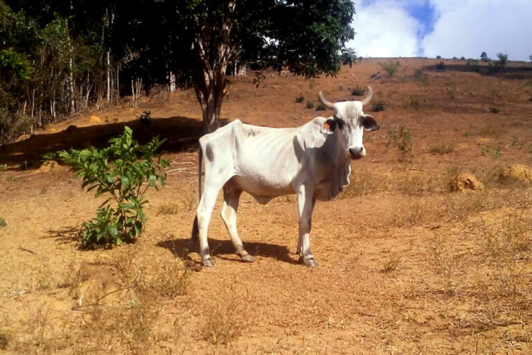 Pecuaristas mineiros sofrem com efeitos da estiagem