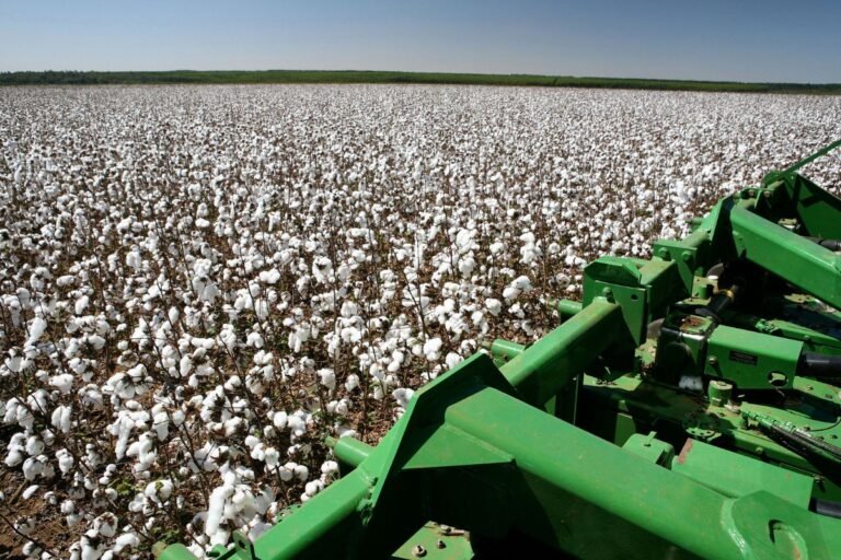 Área cultivada de algodão deve aumentar em 2024