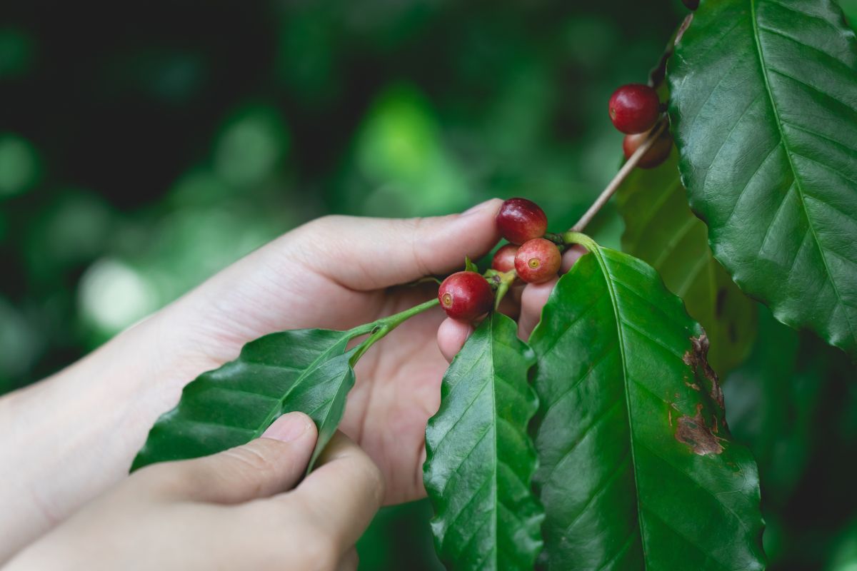 Incertezas podem afetar produção neste ano. Foto: Adobe Stock