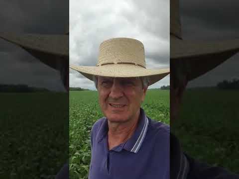  Produtor relata colher metade do previsto no Tocantins