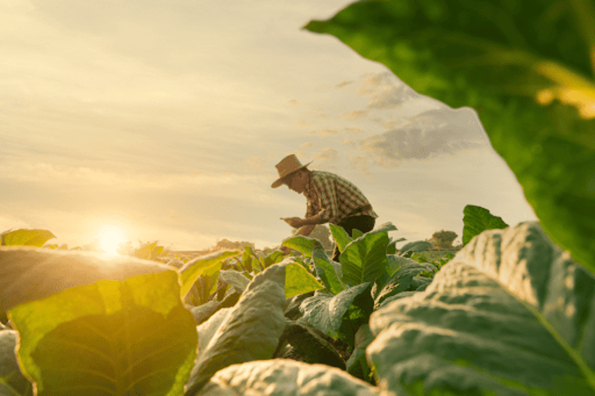 Qual é a diferença entre rancho, sítio, fazenda e chácara?