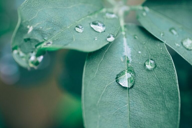 Adubação Foliar: o que é e como fazer