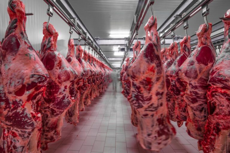 Boi: Goiás abate 14,4% mais animais no 2º trimestre, com 131,75 mil cabeças