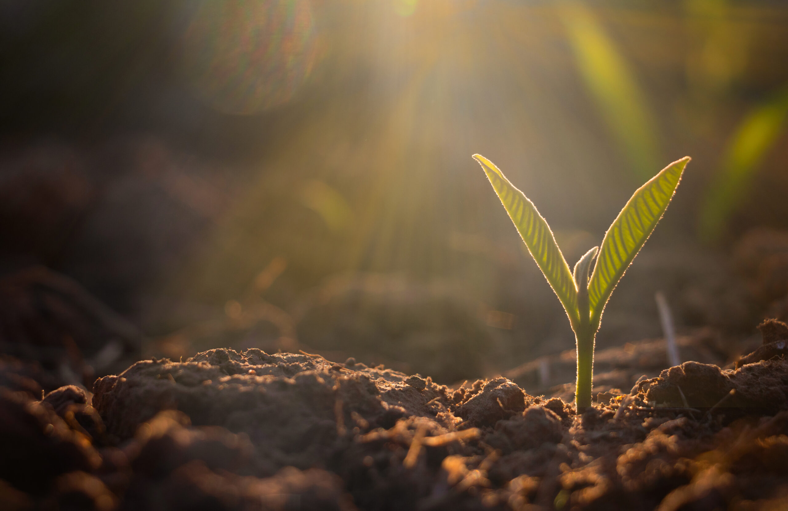 Foto: Adobe Stock