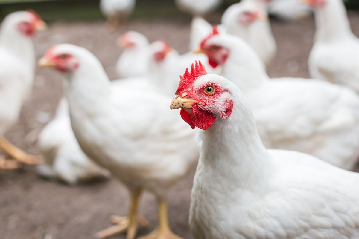 Foto: Adobe Stock