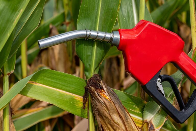 Uso de milho para etanol nos EUA aumenta 6% em julho ante junho