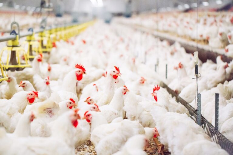 Frango/Cepea: com insumos em queda, poder de compra do avicultor aumenta em fevereiro
