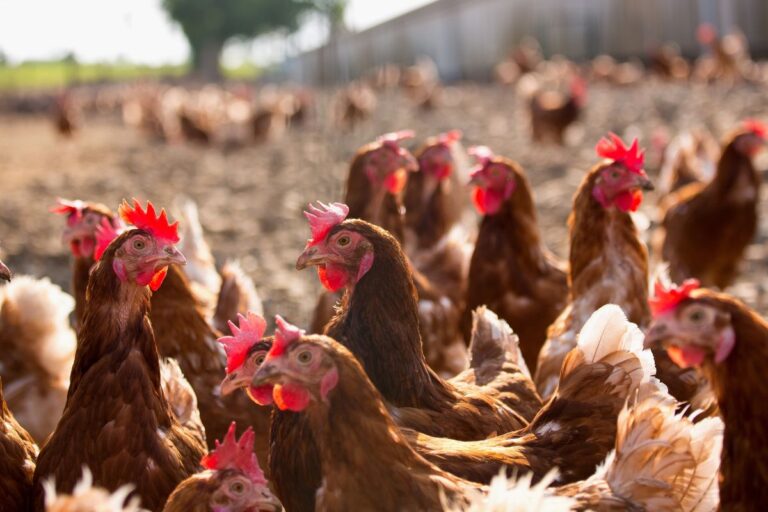 Indea: Mato Grosso movimentou 793 milhões de animais em 2023