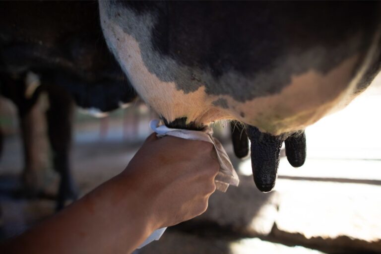 Mastite bovina: pesquisa aponta benefícios do cajuzinho do cerrado no combate à doença