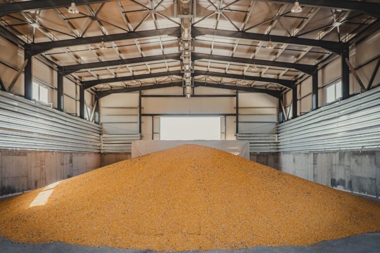 Milho/USDA: Exportadores relatam vendas de 155 mil toneladas para o Japão