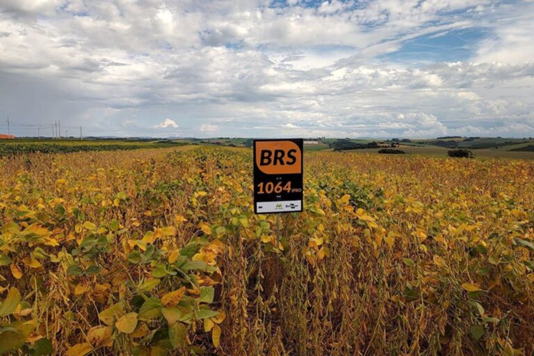 Embrapa lança novas variedades de soja mais produtivas