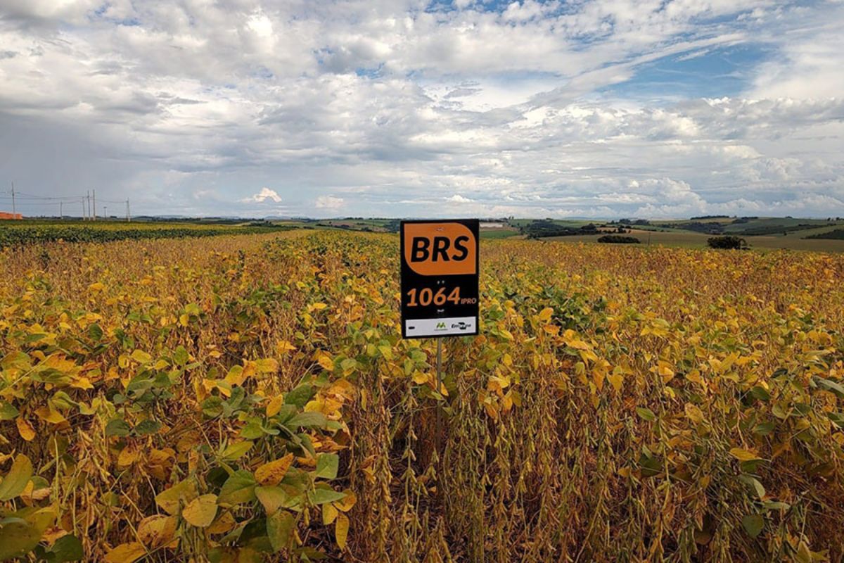 Novas cultivares já estão disponíveis para compra. Foto: Embrapa/Divulgação