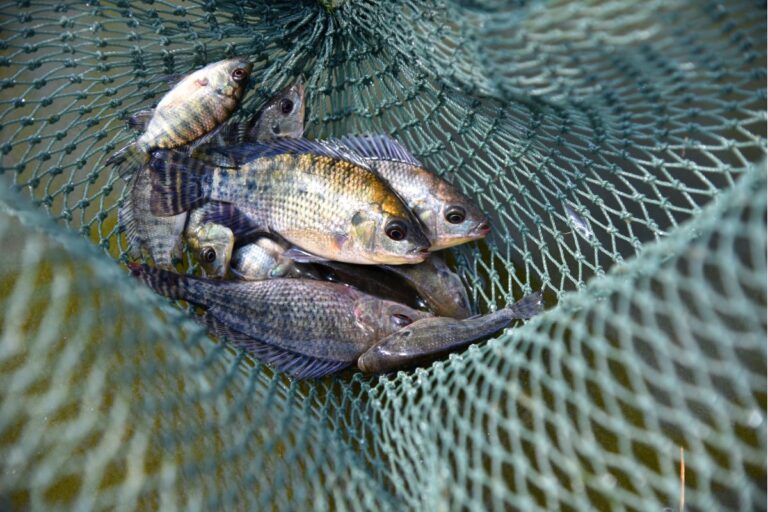 Apex Brasil vai auxiliar setor de pesca a aumentar exportações; Programa é gratuito e direcionado a produtores e empresas