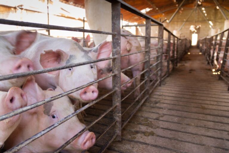 Cargill assumirá planta de ração da Anhambi em Pato Branco (PR) em 1º de abril