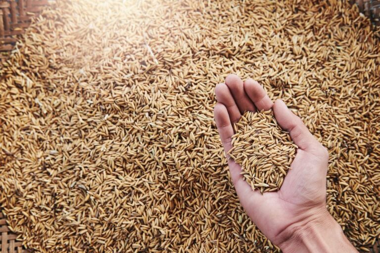 Área semeada com arroz cresceu 7,17% no Rio Grande do Sul