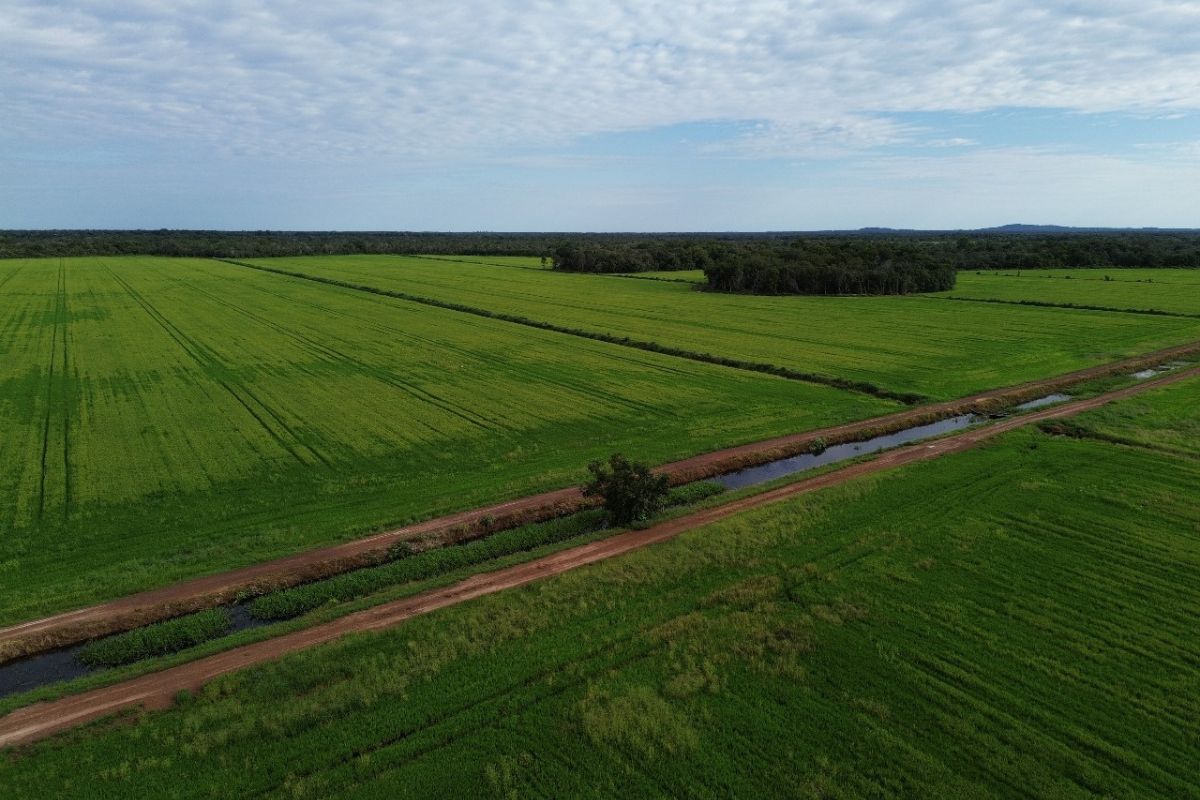 Lavoura de arroz na Lagoa da Confusão, Tocantins. Foto: Reinaldo Klepa/Arquivo Pessoal