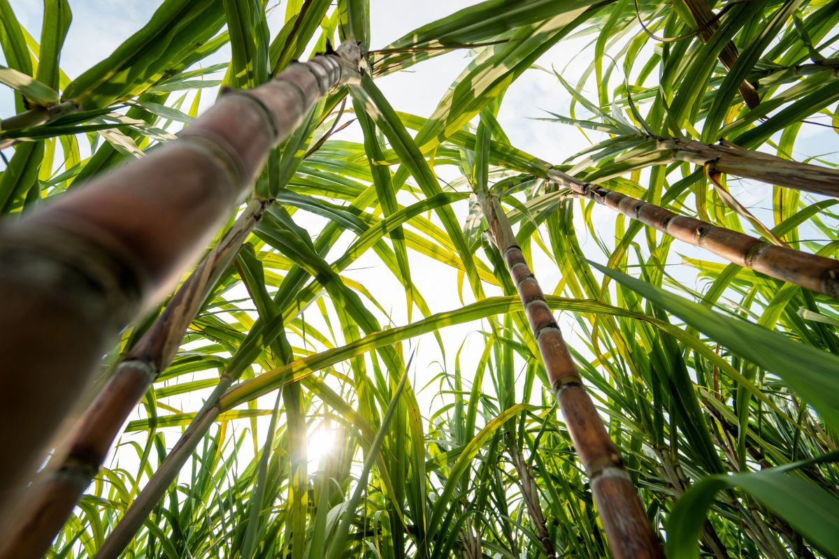Foto: Adobe Stock