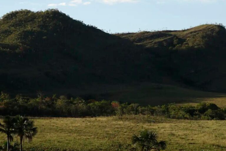 Fórum Econômico Mundial: relatório mostra que cerrado pode gerar US$ 72 bi/ano para economia do Brasil