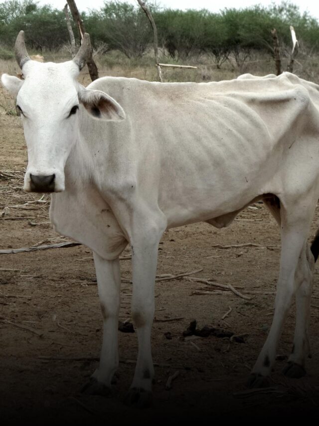 Nome Categoria