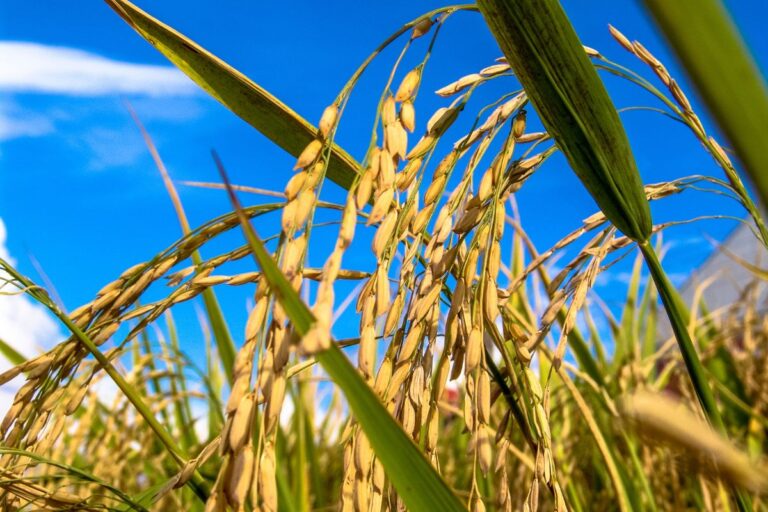 Arroz vale mais que soja; veja até quando