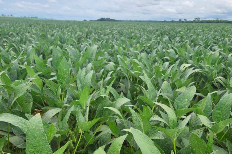 Lavouras de soja rendem metade do previsto no Tocantins