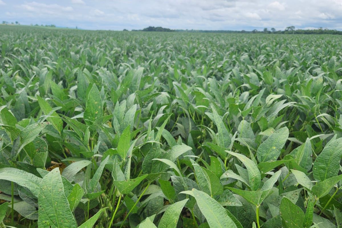 Lavoura de soja em desenvolvimento no município de Pium/Tocantins. Foto: Hermann Weigan/Arquivo Pessoal