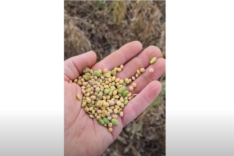 Perdas na soja em MT: produtor relata baixa qualidade do grão e queda na produtividade 