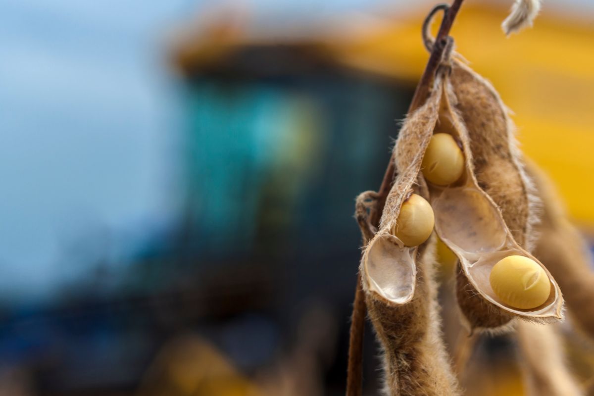 Situação preocupa sojicultores. Foto: Adobe Stock
