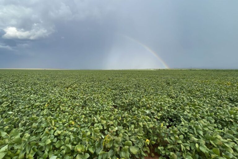 Comercialização de soja em Mato Grosso é a mais baixa da história