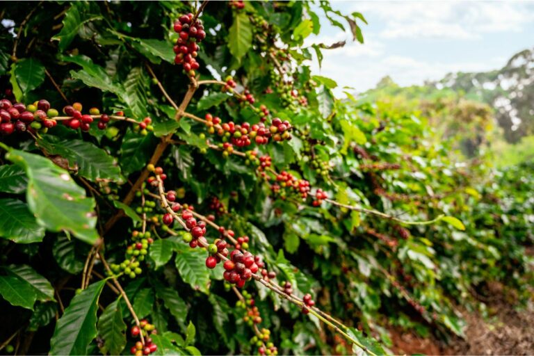 Cooxupé fatura R$ 6,4 bilhões em 2023 e distribui R$ 101,4 milhões a cooperados