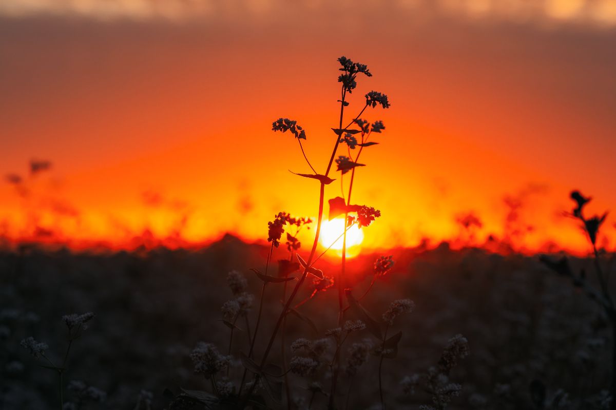 Foto: Adobe Stock