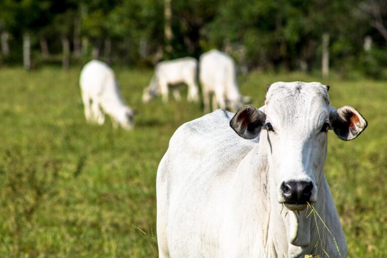 Brasil começa a exportar colágeno e gelatina de origem animal para El Salvador