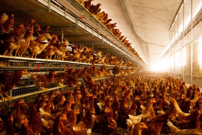 Granja Faria investirá R$ 60 milhões para dobrar plantel de aves no nordeste do país